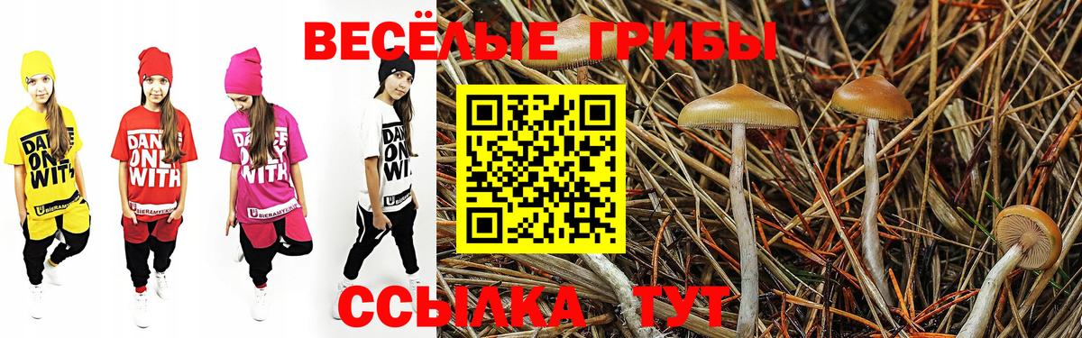 Псилоцибиновые грибы Psilocybe Кондопога